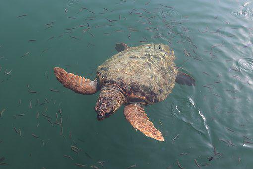 Żółw Caretta caretta